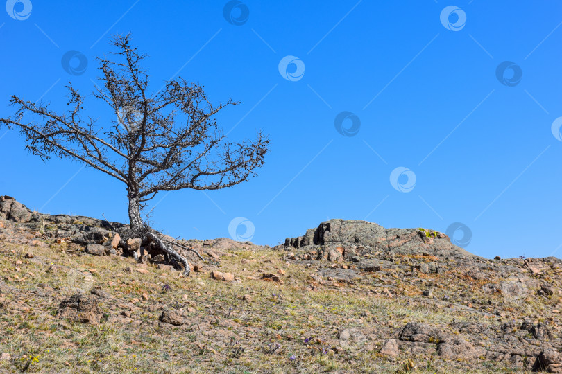 Скачать Древние горы Хакасии. Сахсыр фотосток Ozero