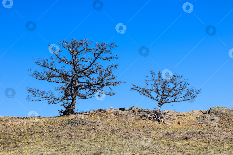 Скачать Древние горы Хакасии. Сахсыр фотосток Ozero