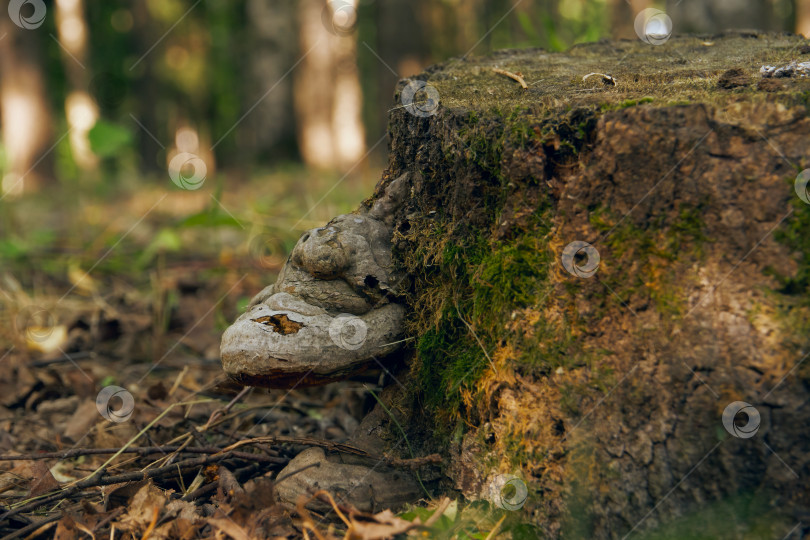 Скачать Трутовик-гриб, растущий на коре дерева. Лесной пень, поросший грибами, крупным планом. Выборочный мягкий фокус фотосток Ozero