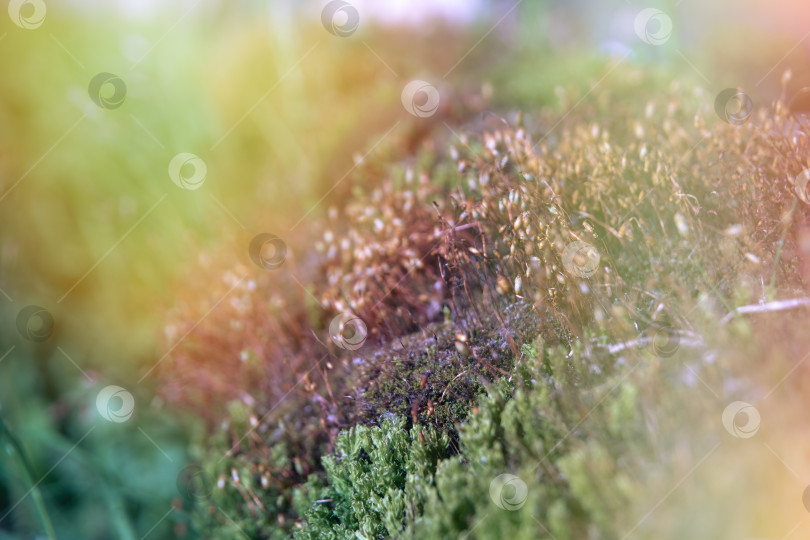Скачать Разноцветный мох на месте. Красивый зеленый и фиолетовый мох на земле, крупный план, макро. Мягкий селективный селективный фокус фотосток Ozero