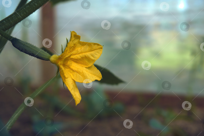 Скачать В теплице растут молодые огурцы с желтым цветком на конце. Проращивание огурцов в теплице, выращивание овощей, сельское хозяйство фотосток Ozero