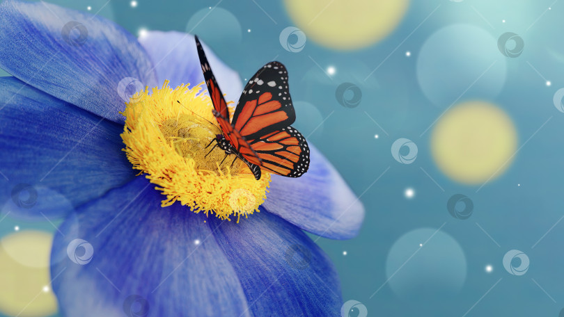 Скачать Цветок с голубыми лепестками и желтыми тычинками. Бабочка сидит на цветке крупным планом, макро. Красивое боке, художественное изображение красоты природы фотосток Ozero