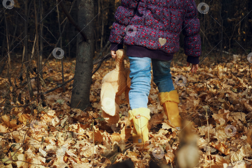 Скачать Девочка в осенней одежде прогуливается по осеннему лесу, усыпанному сухими листьями. Прогуляйся по лесу. В руках он держит плюшевого мишку фотосток Ozero