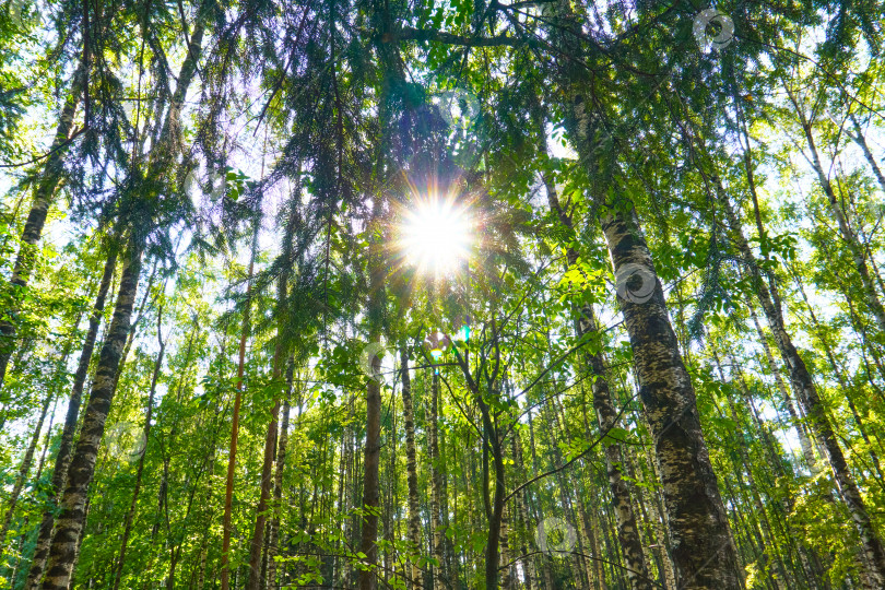 Скачать Солнечные лучи пробиваются сквозь листву и деревья. Лес, место для прогулок, парк. Природа в черте города фотосток Ozero