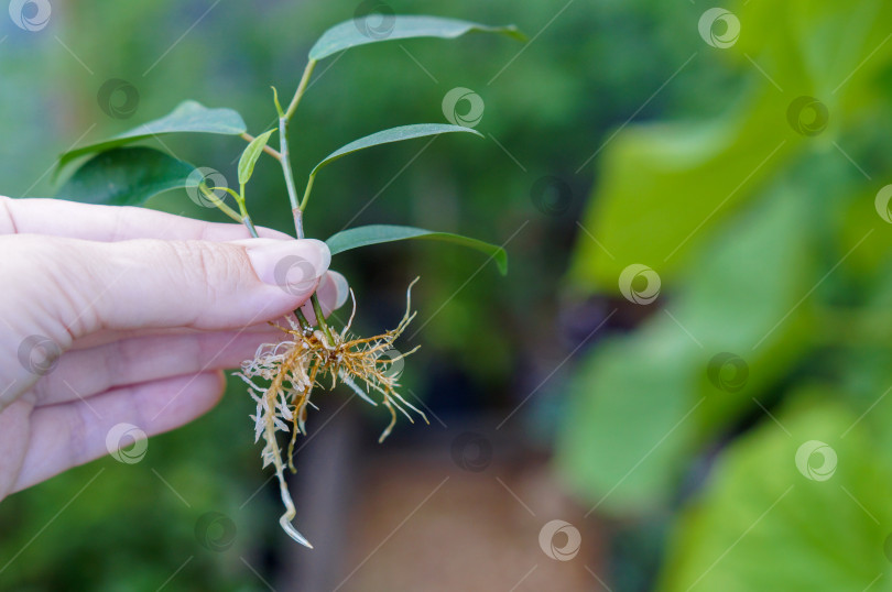 Скачать Пророщенные черенки фикуса Микрокарпа Ficus microcarpa в женской руке фотосток Ozero