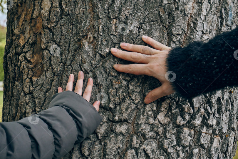 Скачать Осень, две руки прикасаются к стволу дерева, женская и детская руки прикасаются к текстурированной коре дерева. Связь между человеком и природой фотосток Ozero