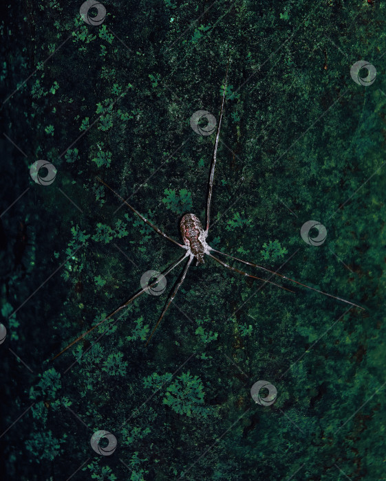 Скачать Паук на текстурированной поверхности. Насекомое-паукообразное, 6 ног в форме пердежа. Цветной фон. Узор на пауке. фотосток Ozero