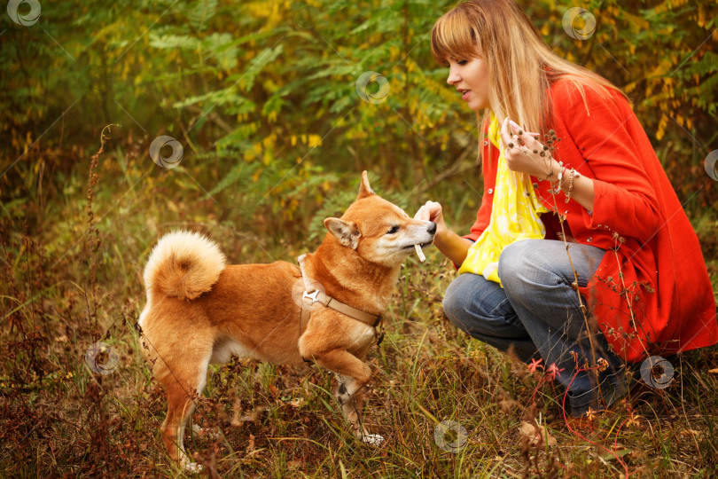 Скачать Девочка играет с собакой Шиба-ину в осеннем парке. фотосток Ozero