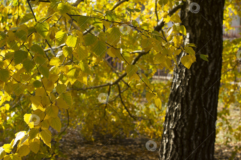 Скачать Осенняя берёза фотосток Ozero