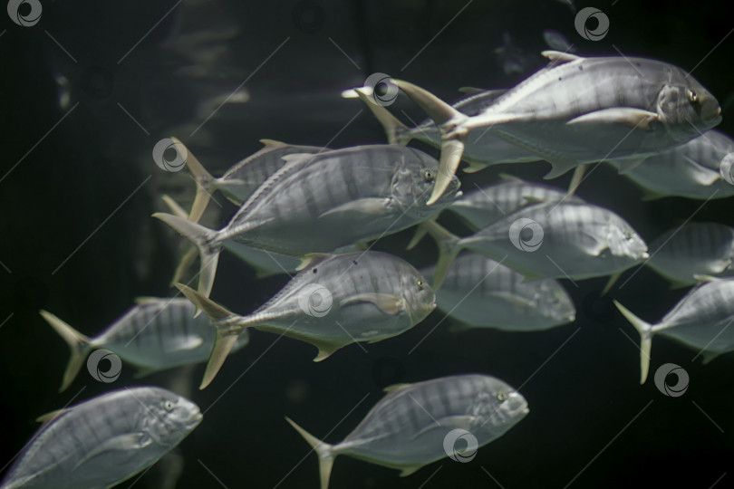Скачать Красивый подводный фон со стаей рыб. фотосток Ozero