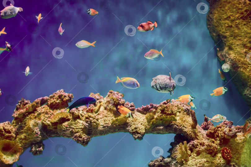 Скачать Красивый подводный фон с экзотическими рыбами на коралловом рифе. фотосток Ozero