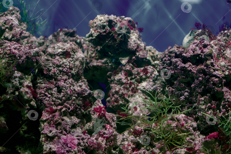 Скачать Красивый подводный фон с тропическими разноцветными рыбами и кораллами. фотосток Ozero