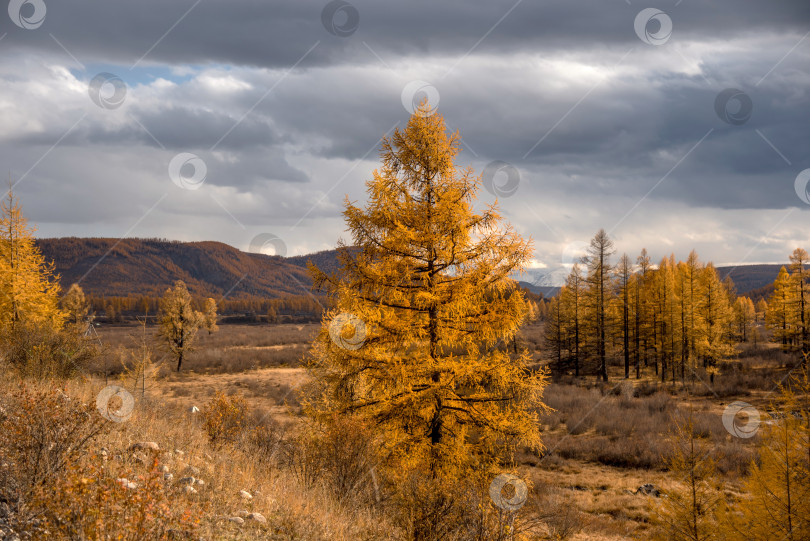 Скачать Золотая осень. фотосток Ozero