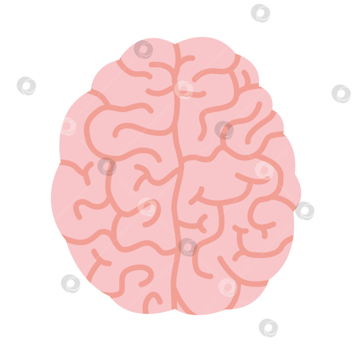 Скачать Человеческий мозг, два полушария, вид сверху. Векторная иллюстрация, изолированная на белом фоне, рисованная от руки, плоский дизайн фотосток Ozero