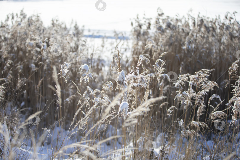 Скачать Зимняя речная трава, покрытая снегом.Зимняя трава. фотосток Ozero