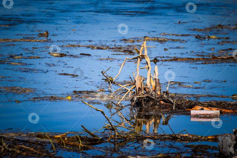 Скачать Птица на коряге в воде фотосток Ozero