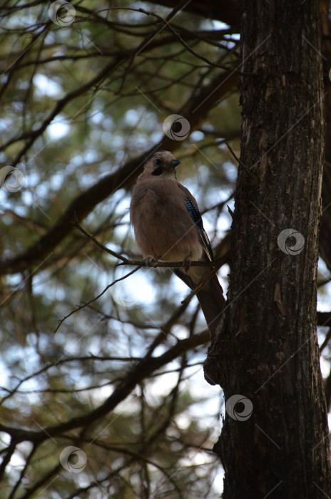 Скачать Сойка обыкновенная (Garrulus glandarius) - птица рода соек из семейства врановых, произрастающая среди растений семейства врановых. фотосток Ozero