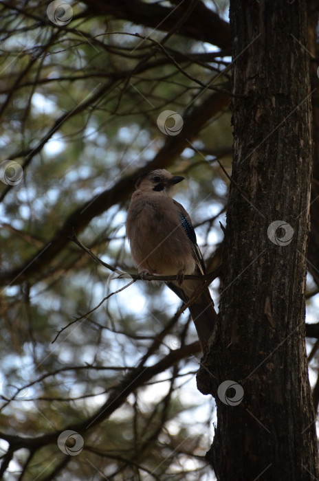 Скачать Сойка обыкновенная (Garrulus glandarius) - птица рода соек из семейства врановых, произрастающая среди растений семейства врановых. фотосток Ozero