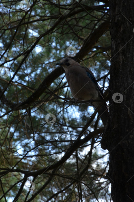 Скачать Сойка обыкновенная (Garrulus glandarius) - птица рода соек из семейства врановых, произрастающая среди растений семейства врановых. фотосток Ozero