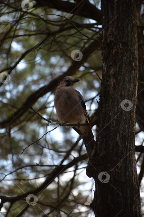 Скачать Сойка обыкновенная (Garrulus glandarius) - птица рода соек из семейства врановых, произрастающая среди растений семейства врановых. фотосток Ozero