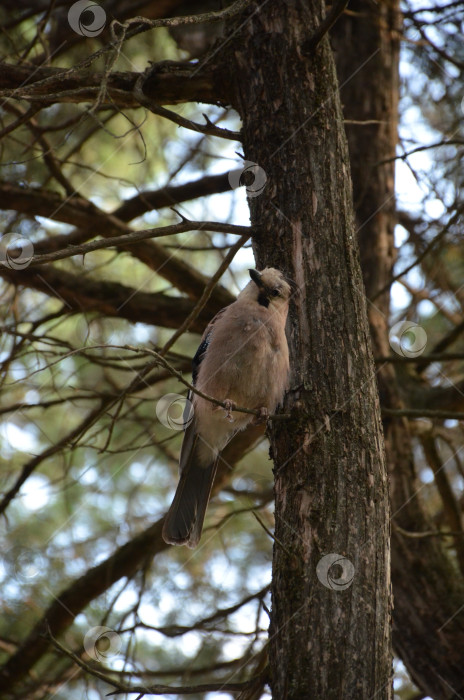 Скачать Сойка обыкновенная (Garrulus glandarius) - птица рода соек из семейства врановых, произрастающая среди растений семейства врановых. фотосток Ozero