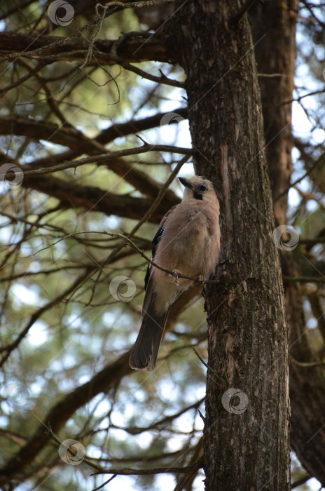 Скачать Сойка обыкновенная (Garrulus glandarius) - птица рода соек из семейства врановых, произрастающая среди растений семейства врановых. фотосток Ozero