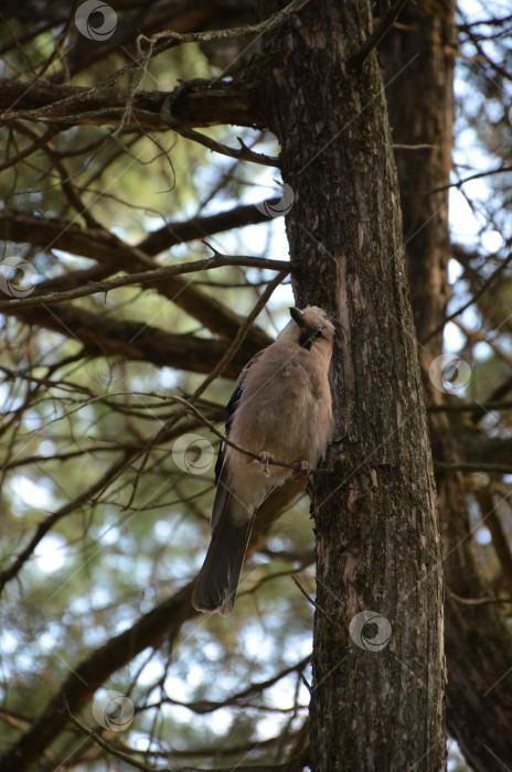 Скачать Сойка обыкновенная (Garrulus glandarius) - птица рода соек из семейства врановых, произрастающая среди растений семейства врановых. фотосток Ozero