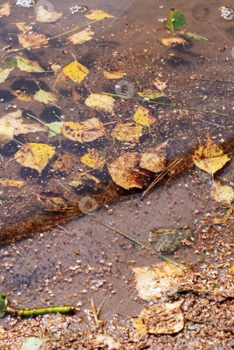 Скачать В небольшой луже воды мягко плавают различные листья фотосток Ozero