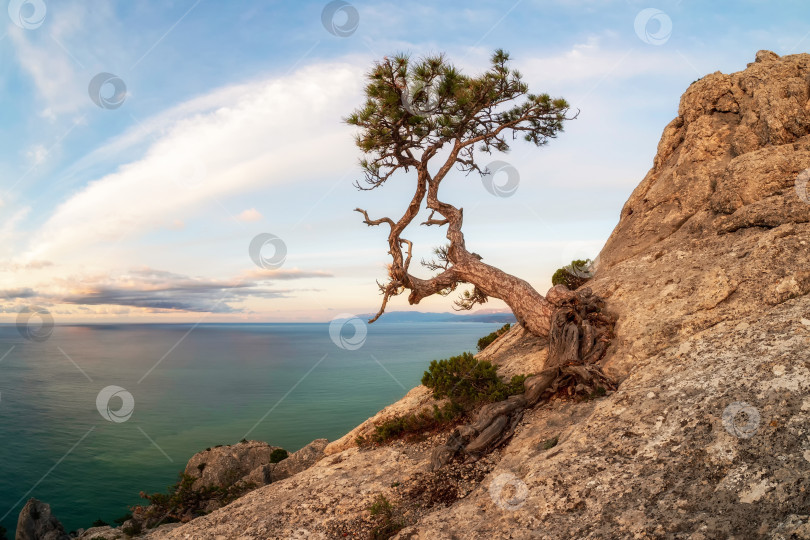 Скачать Осенний пейзаж со старой сухой сосной на скале. фотосток Ozero