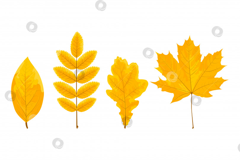 Скачать Набор из четырех желтых листьев фотосток Ozero