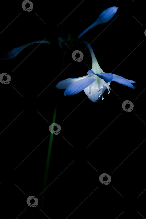 Скачать цветок на темном фоне фотосток Ozero