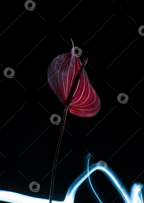 Скачать цветок на темном фоне фотосток Ozero