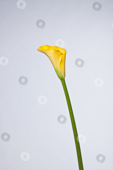 Скачать цветок на светлом фоне фотосток Ozero