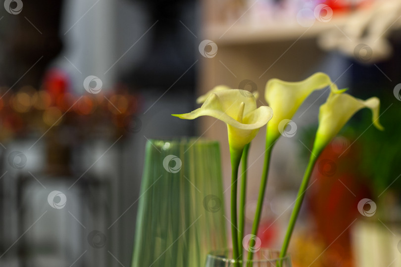 Скачать цветы на размытом фоне фотосток Ozero