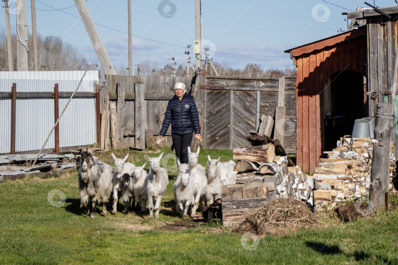 Скачать Аромашевский, Россия, 24 мая 2018 года: женщина с козами на ферме фотосток Ozero