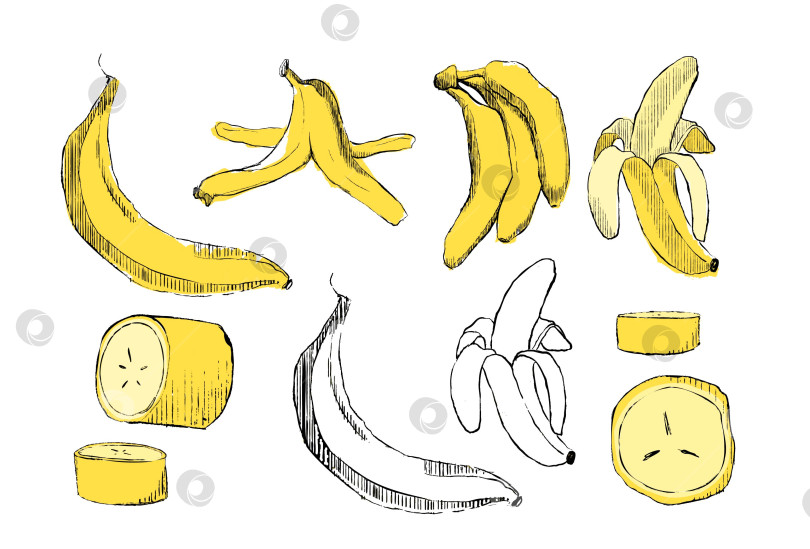 Скачать Бананы в мультяшном и графическом стиле. Банановая кожура, ломтик банана и желтые плоды бананов. Тропические фрукты. Набор векторных иллюстраций фотосток Ozero