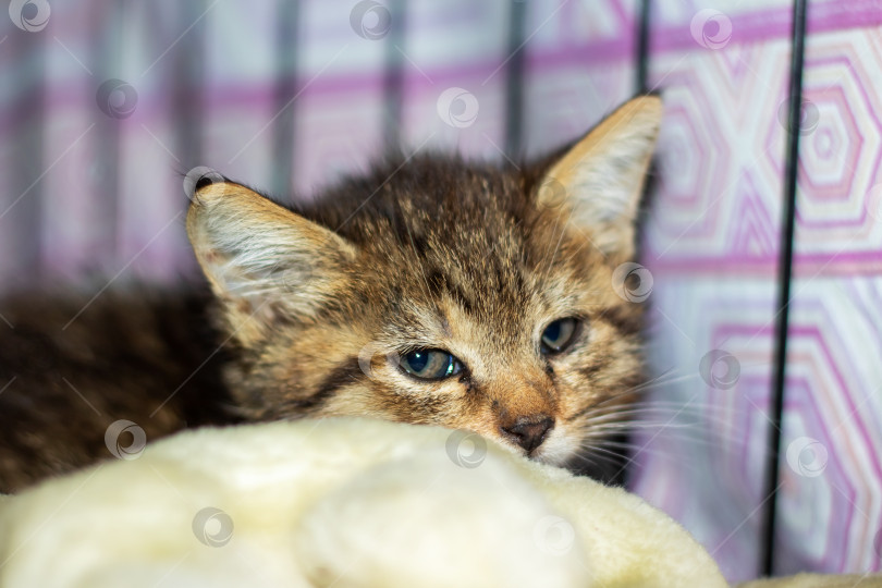 Скачать Котенок лежит на одеяле в клетке и смотрит в камеру фотосток Ozero