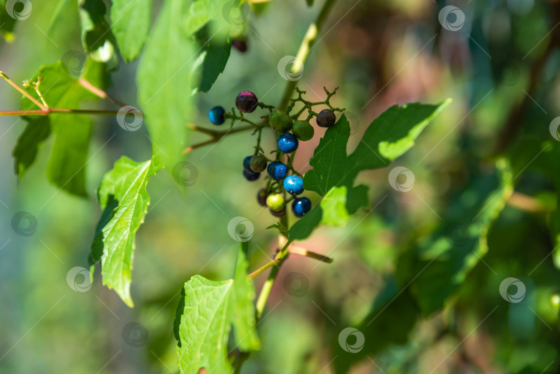 Скачать Ягоды Ampelopsis heterophylla крупным планом фотосток Ozero