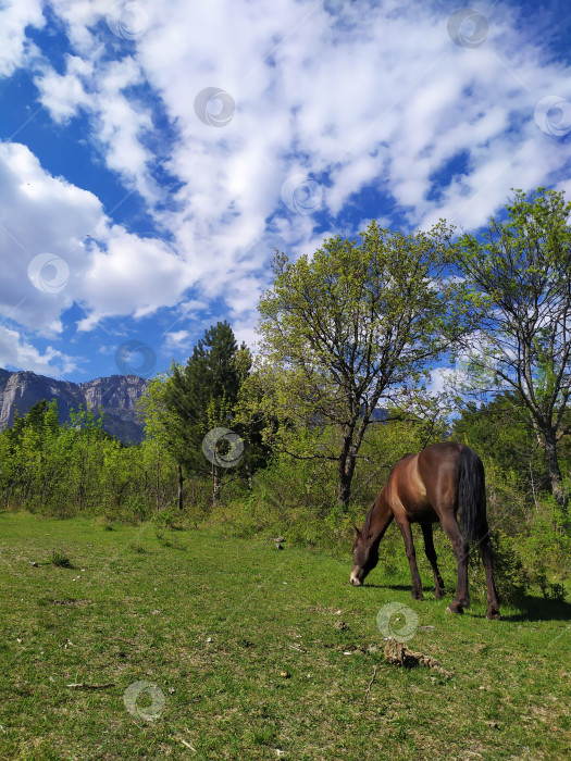 Скачать Конь на сочном зелёном лугу в горах Крыма фотосток Ozero