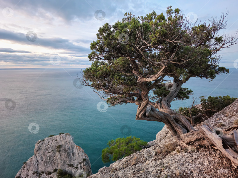 Скачать Впечатляющая старая сосна на утесе фотосток Ozero