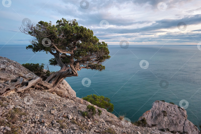 Скачать Впечатляющая старая сосна на утесе. фотосток Ozero