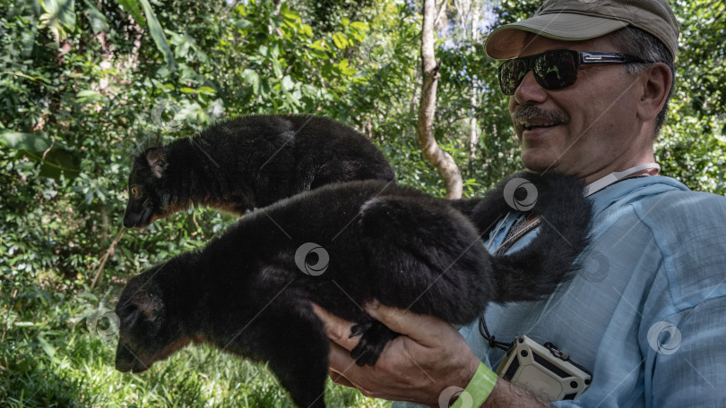 Скачать Два черных лемура Eulemur macaco сидят на руках человека. фотосток Ozero