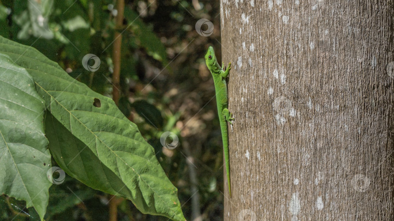 Скачать Ярко-зеленый дневной геккон Phelsuma madagascariensis взбирается по стволу дерева. фотосток Ozero