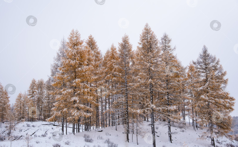 Скачать Заснеженные лиственницы. фотосток Ozero