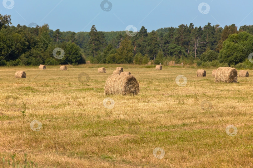 Скачать Тюки соломы на поле фотосток Ozero