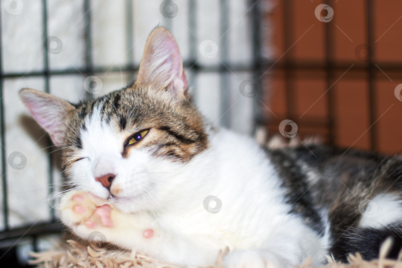 Скачать Кошачий кот смотрит в камеру, развалившись на пушистом одеяле фотосток Ozero