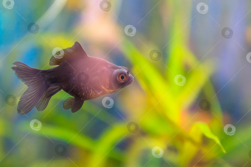 Скачать Carassius gibelio forma auratus, черный телескоп. фотосток Ozero