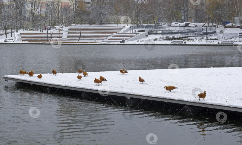 Скачать В городе выпал первый снег. Румяные утки на пруду. фотосток Ozero