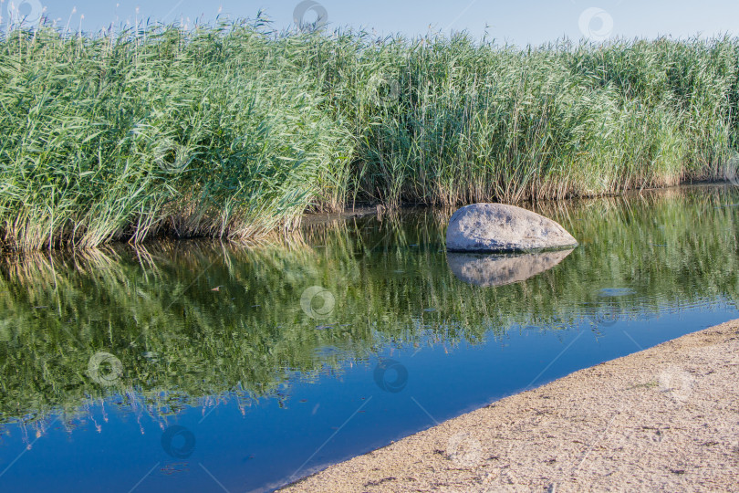 Скачать На краю болотистой местности, заросшей травой, в воде стоит камень фотосток Ozero