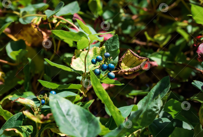 Скачать Ягоды Ampelopsis heterophylla крупным планом фотосток Ozero